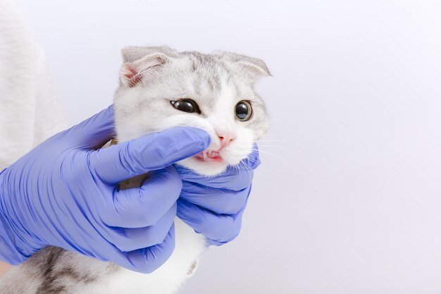 The Importance of Cat Dental Services in Feline Healthcare